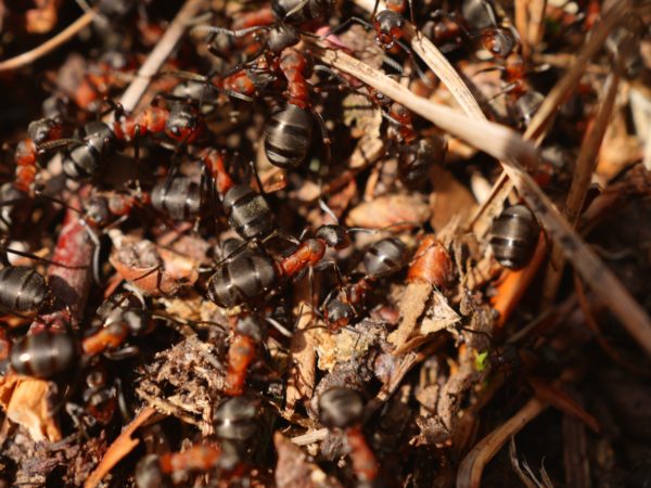 animal-ants-blur-416342 pest control Norwalk Seasonal - Des Moines, Iowa