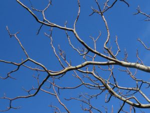 blue-sky-branches-outdoors-62331